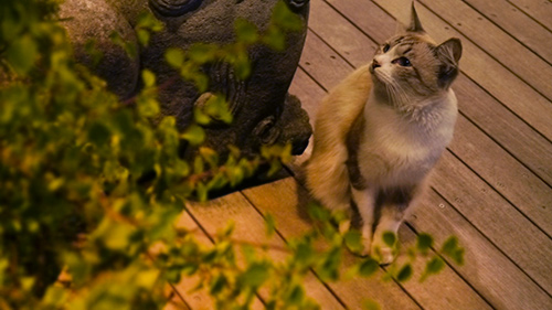 地域猫マリーちゃん