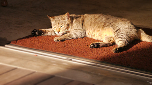 地域猫ピーちゃん